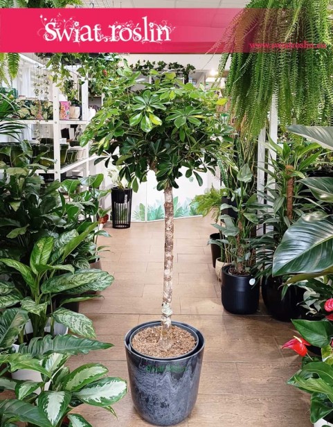 Szeflera Arboricola Gold Capella Na Pniu, Schefflera Arboricola Gold Capella Drzewko