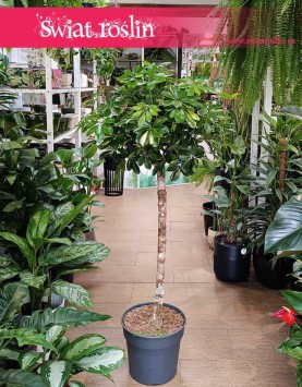 Szeflera Arboricola Gold Capella Na Pniu Duża roślina, Schefflera Arboricola Gold Capella Drzewko modne rośliny