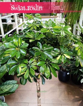 Szeflera Arboricola Gold Capella Na Pniu, Schefflera Arboricola Gold Capella Drzewko, duże rośliny Kraków sklep