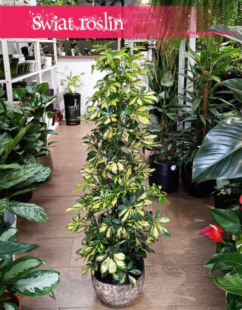 Krzew Szeflera Arboricola Gold Capella, Krzew Schefflera Arboricola Gold Capella