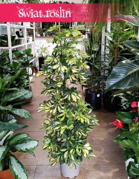 Krzew Szeflera Arboricola Gold Capella kup w sklepie internetowy online z rołsinami i dostawą do domu