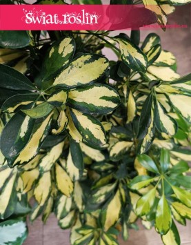 Krzew Szeflera Arboricola Gold Capella kup w sklepie w Krakowie lub online