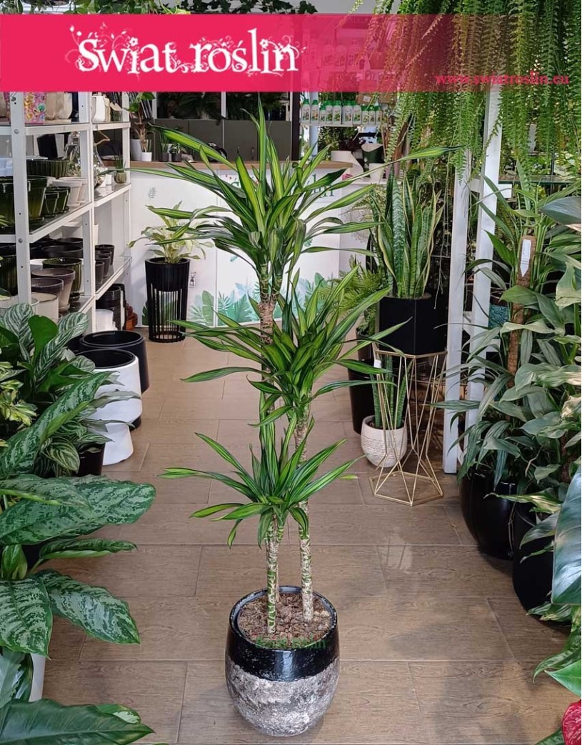 Dracena Fragrans Riki , Dracaena Fragrans Riki