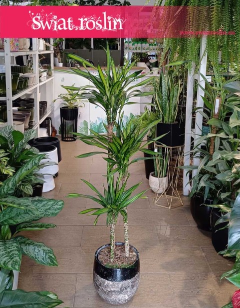 Dracena Fragrans Riki , Dracaena Fragrans Riki