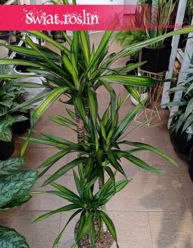 Dracaena Fragrans Riki kup w krakowie z wysyłką online do domu , Dracena Fragrans Riki