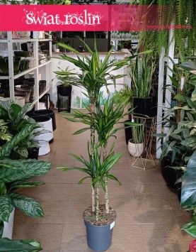 Dracena Fragrans Riki , Dracaena Fragrans Riki sklep z roślinami online wysyłka