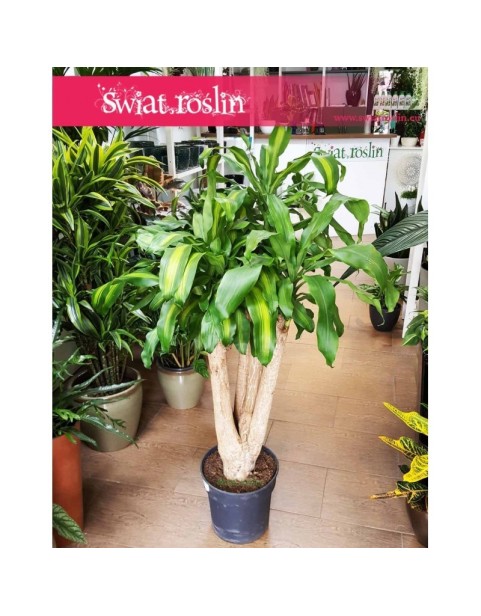 Dracena wonna, Dracaena Fragrans Massangeana, Smokowiec 1