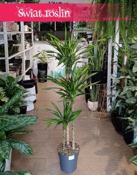 Dracena Fragrans Riki , Dracaena Fragrans Riki rośliny doniczkowe sklep Kraków