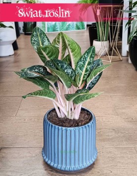 Duża Aglonema Orange Flame, Wielka Aglaonema Orange Flame