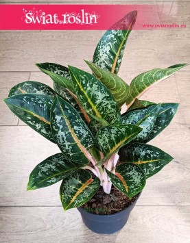 Duża Aglonema Orange Flame w sklepie internetowym online, Wielka Aglaonema Orange Flame