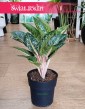 Duża Aglonema Orange Flame, Wielka Aglaonema Orange Flame w sklepie z roślinami online wysyłką