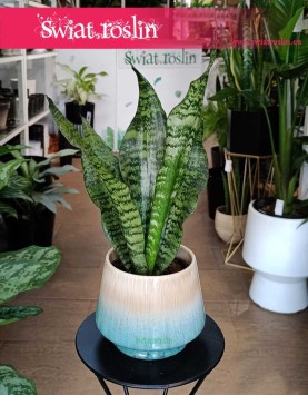 Sansevieria Trifasciata Larenzii, Sansewieria Larenzii