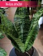 Sansevieria Trifasciata Larenzii oczyszczająca powietrze kolekcjonerska roślina z dostawą ze sklepu, Sansewieria Larenzii