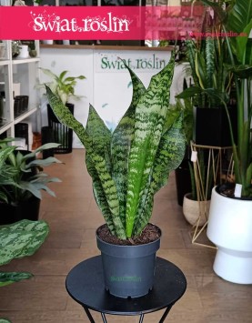 Sansevieria Trifasciata Larenzii łatwa w uprawie do kupienie w sklepie online, Sansewieria Larenzii