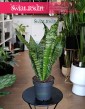 Sansevieria Trifasciata Larenzii łatwa w uprawie do kupienie w sklepie online, Sansewieria Larenzii