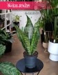 Sansevieria Trifasciata Larenzii popularna łatwa w uprawie czyszcząca powietrze z dostawą pod drzwi, Sansewieria Larenzii