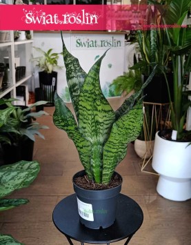 Sansevieria Trifasciata Larenzii łatwa w uprawie oczyszczająca powietrze do kupienia w sklepie internetowym online,
