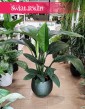 Skrzydłokwiat Sensation, Spathiphyllum Sensation