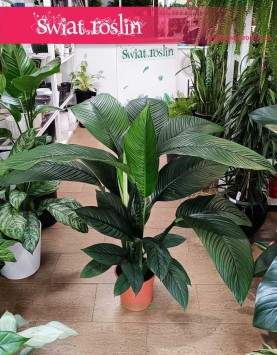 Skrzydłokwiat Sensation oczyszczający powietrze, Spathiphyllum Sensation modna roślina doniczkowa