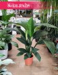 Skrzydłokwiat Sensation, Spathiphyllum Sensation, duży skrzydłokwiat