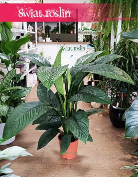 Skrzydłokwiat Sensation do kupienia online z dostawą , Spathiphyllum Sensation.