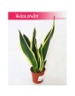 Sansewieria Super Flame, Wężownica, Sansevieria Super Flame 2