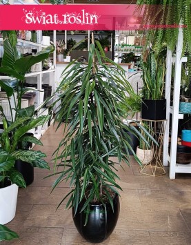 Ficus Alii, Fikus Wąskolistny Alii, Fikus Alii, Figowiec Wąskolistny Alii