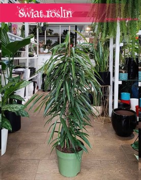 Ficus Alii, Fikus Wąskolistny Alii, Fikus Alii, Figowiec Wąskolistny Alii sklep z roślinami wysyłka Kraków