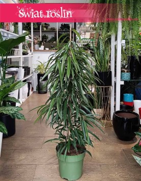 duża roślina do biura do firmy do mieszkania do domu Ficus Alii,  Fikus Alii,