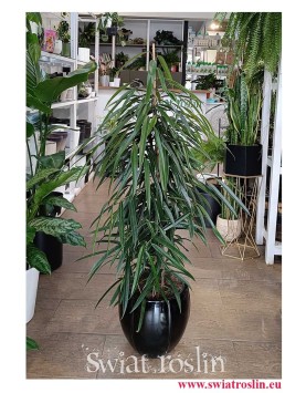 Ficus Alii,  Fikus Alii duża roślina doniczkowa do firmy do biura do mieszkania do salonu do domu do firmy