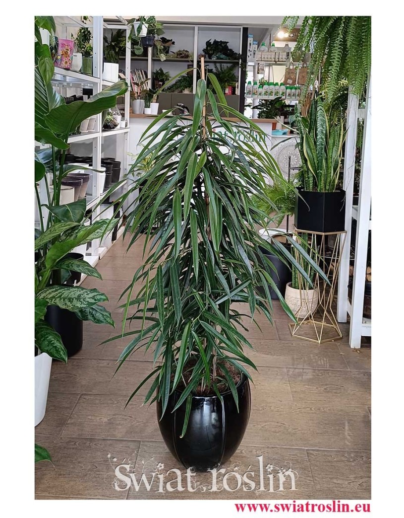 Ficus Alii,  Fikus Alii duża roślina doniczkowa do firmy do biura do mieszkania do salonu do domu do firmy