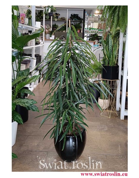 Ficus Alii,  Fikus Alii duża roślina doniczkowa do firmy do biura do mieszkania do salonu do domu do firmy