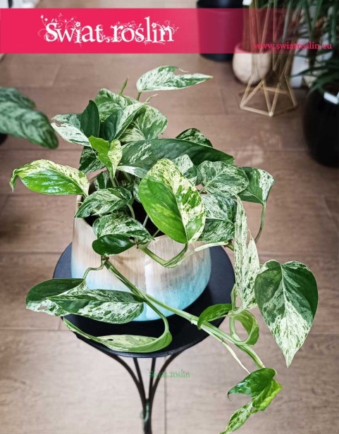 Epipremnum Pinnatum Marble Variegata, Scindapsus Pinnatum Marble Variegata