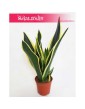 Sansewieria Super Flame, Wężownica, Sansevieria Super Flame 5