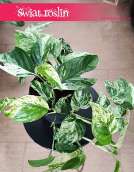 Epipremnum Pinnatum Marble Variegata kolekcjonerska roślina oczyszczająca powietrze do kupienia online