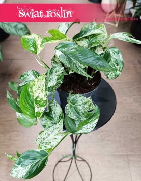 Epipremnum Pinnatum Marble Variegata łątwa w uprawie kolekcjonerska odmiana do kupienia z dostawą