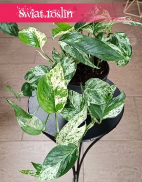 Scindapsus Pinnatum Marble Variegata kolekcjonerska roślina do kupienia w Krakowie w sklepi internetowym