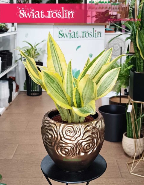 Sansevieria Aubrytiana Yellowstone, Sansewiera Yellowstone