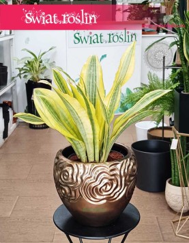 Sansevieria Aubrytiana Yellowstone do kupienia w sklepie onlie z dostawą, Sansewiera Yellowstone