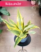 Sansevieria Aubrytiana Yellowstone kolekcjonerska i łatwa w uprawie do kupienia w Krakowie lub online, Sansewiera Yellowstone