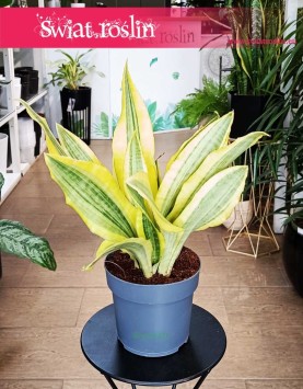 oczyszczająca powietrze Sansevieria Aubrytiana Yellowstone do kupienia z dostawą pod drzwi, Sansewiera Yellowstone