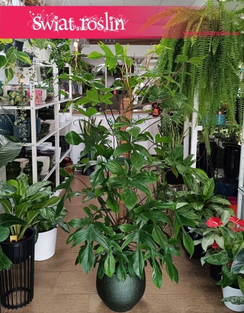 Philodendron Florida Beauty, Filodendron Florida Beauty