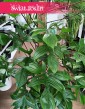 Kolekcjonerski duży Philodendron Florida Beauty do kupienia, Filodendron Florida Beauty