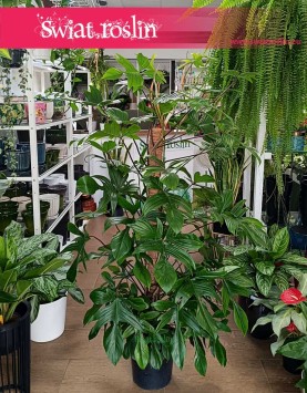 Philodendron Florida Beauty, Filodendron Florida Beauty do kupienia w sklepie online  wraz z dostawą