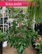 Filodendron Florida Beauty, Philodendron Florida Beauty