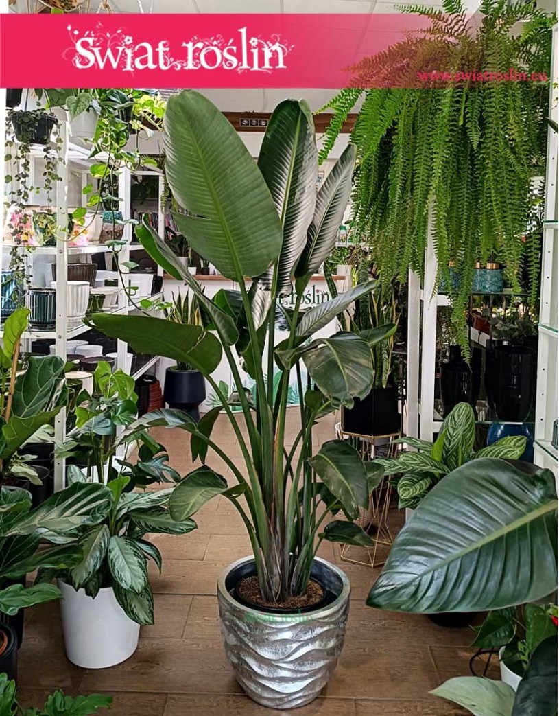 Duża strelicja biała, wielka Strelitzia biała, duże strelicje sklep online internetowy, strelicja xxl