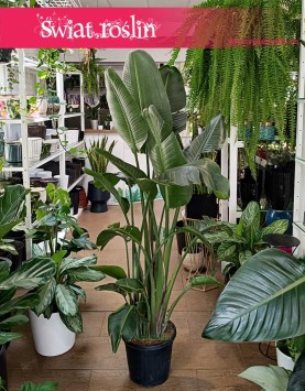 Duża Strelicja Nicolai, wielka Strelitzia Nicolai, Duża Strelicja Biała - kilka rozet, sklep internetowy, wysyłka roślin