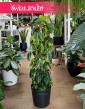 Duży Philodendron Scandens Brasil na kracie, Duży Filodendron Pnący Brasil na stelażu, Wielki Filodendron Brazil na kracie,