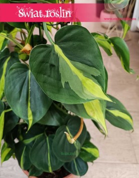 Wielki Filodendron Brazil na kracie, Duży Philodendron Brazil na stelażu wysyłka online internetowy sklep Kraków