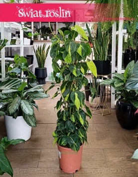 Duży Philodendron Scandens Brasil na kracie, Duży Filodendron Pnący Brasil na stelażu modne rośliny z PRL sklep online
